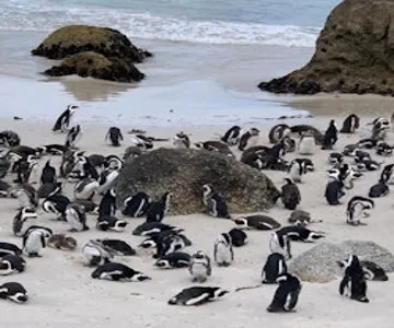 Cape Point & Boulders Beach Private Tour with Penguin Encounter